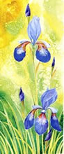 Blue Iris II